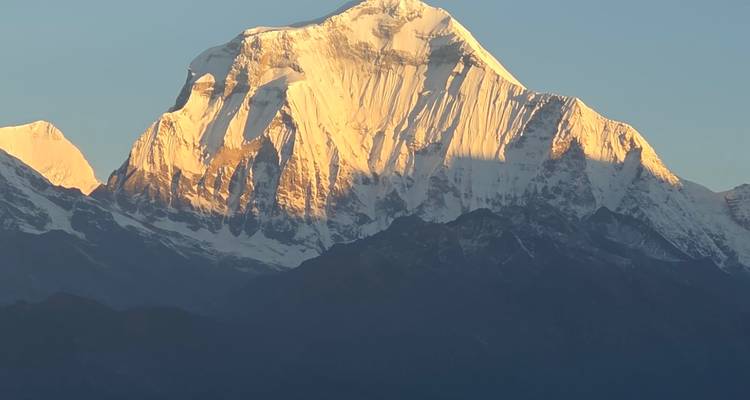 Vue rapprochée du sommet doré du Dhaulagiri capturant les premiers rayons de lumière contre un ciel dégagé.