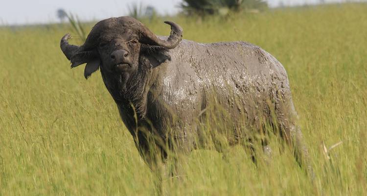 Un búfalo cubierto de lodo parado en hierba alta.