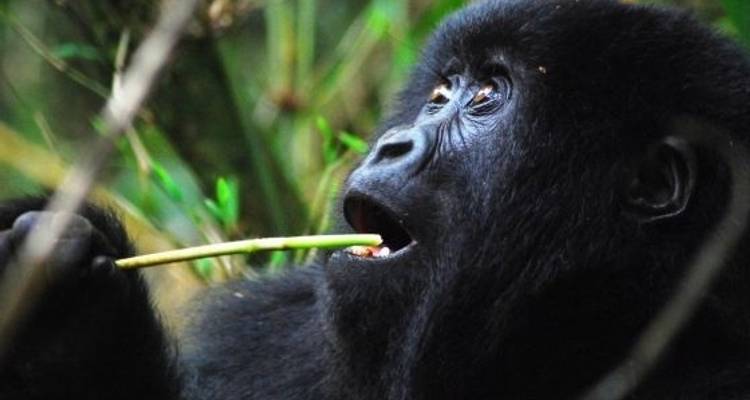 Nairobi To Kigali (13 Days) - Oasis Overland