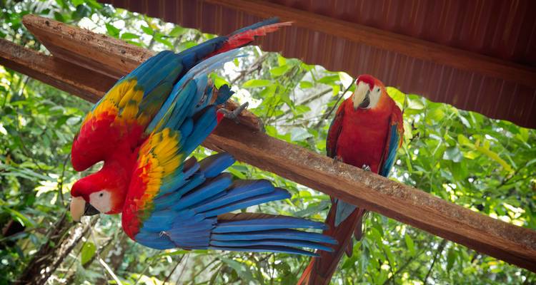 Amazon Riverboat & Machu Picchu Adventure - G Adventures