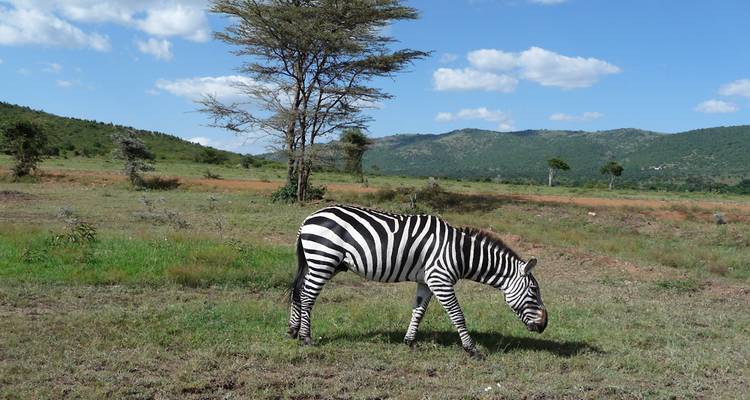 Jewels of Africa with Ol Pejeta Conservancy & Lake Nakuru National Park Area - Monograms