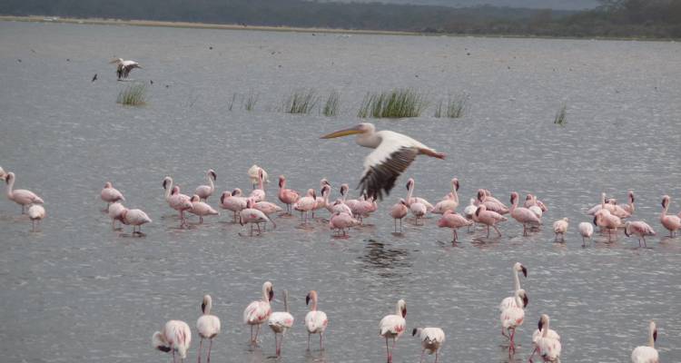 Jewels of Africa with Nairobi, Ol Pejeta Conservancy & Lake Nakuru National Park Area - Monograms