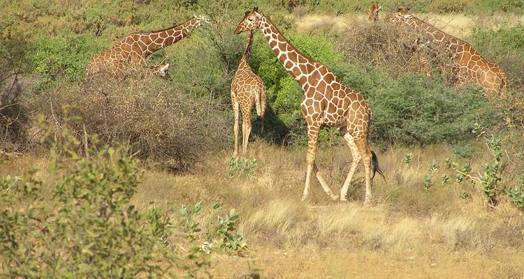Jewels of Africa with Chobe National Park Area - Monograms