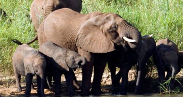 Jewels of Africa with Kruger National Park Area - Monograms