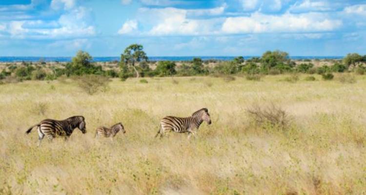 Jewels of Africa with Nairobi & Kruger National Park Area - Monograms