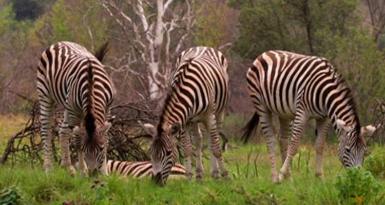 Jewels of Africa with Lake Nakuru National Park Area & Kruger National Park Area - Monograms