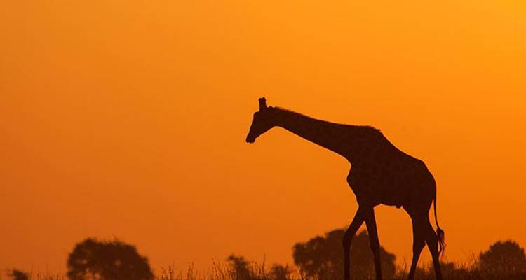 Jewels of Africa with Nairobi, Lake Nakuru National Park Area & Chobe National Park Area - Monograms