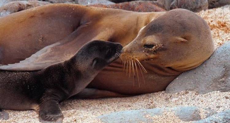Cruising the Galápagos on the Coral I/II – 4-Night cruise - Monograms