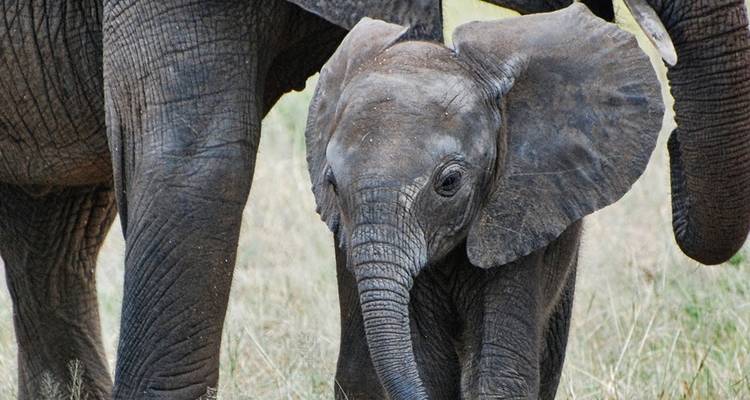 Deux éléphants, y compris un éléphanteau, marchant sur l'herbe.