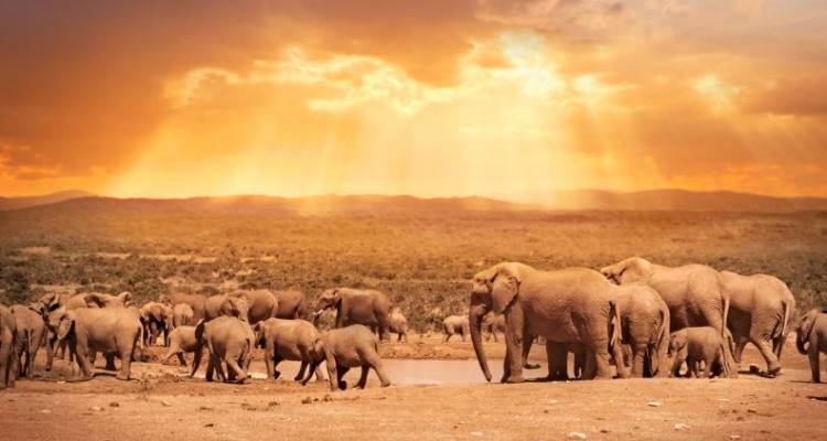 Jewels of Africa with Nairobi, Chobe National Park Area & Kruger National Park Area - Monograms
