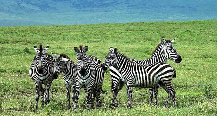 East Africa Private Safari with Nairobi, Ol Pejeta Conservancy & Lake Nakuru National Park Area - Monograms