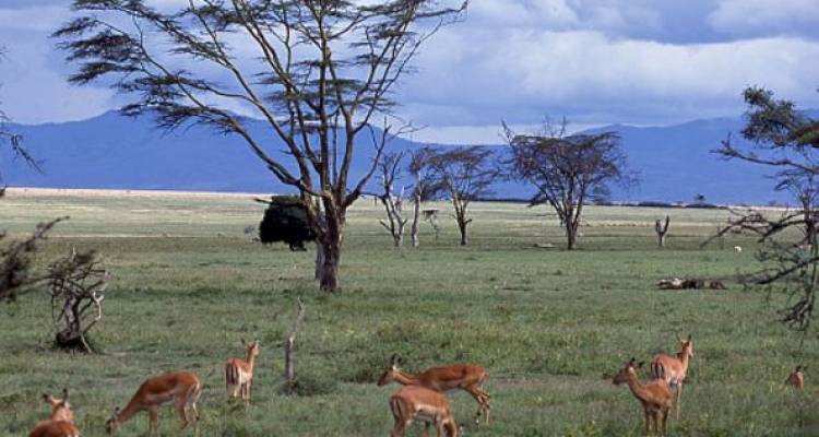 East Africa Private Safari with Lake Nakuru National Park Area & Zanzibar – Stone Town - Monograms