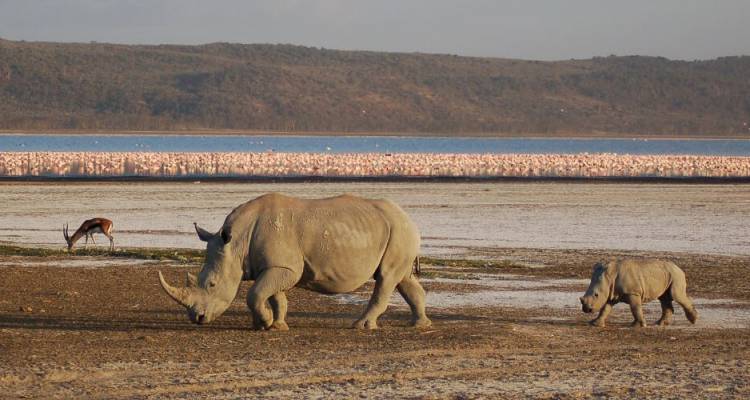 East Africa Private Safari with Lake Nakuru National Park Area & Zanzibar – Beach - Monograms
