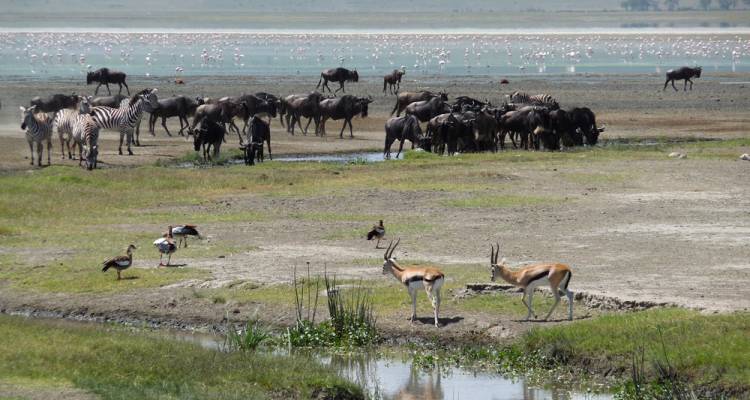 Kenya Private Safari with Nairobi & Amboseli National Park Area - Monograms