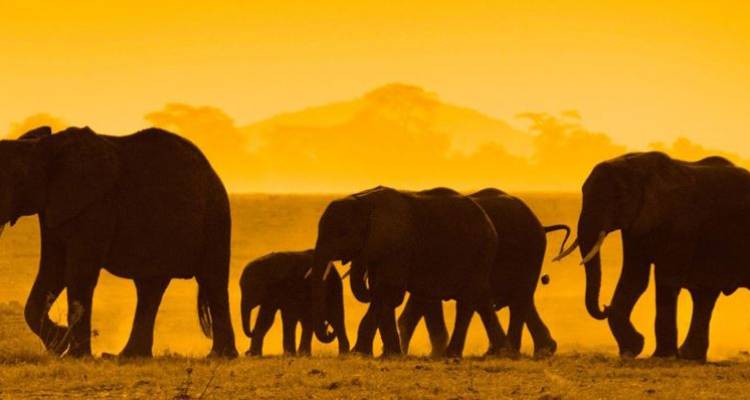 Kenya Private Safari with Nairobi, Amboseli National Park Area & Samburu National Reserve Area - Monograms