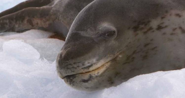 Antarctic Explorer: From Buenos Aires 10 Days - Peregrine Adventures