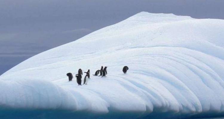 Antarctic Explorer from Ushuaia 11 day - Peregrine Adventures
