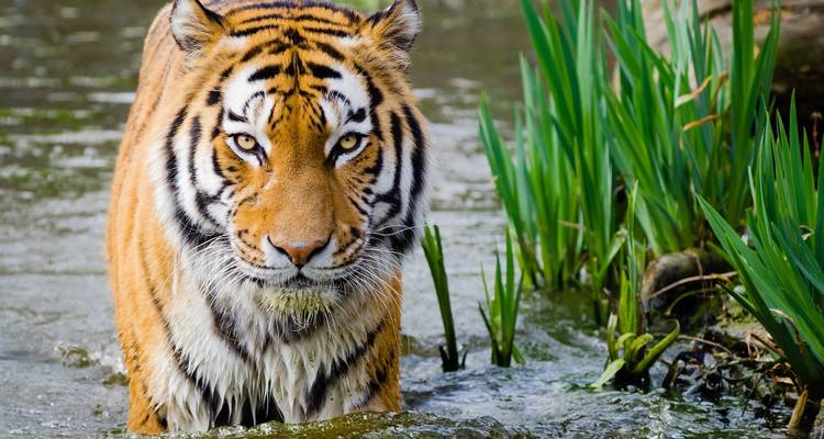 Ranthambore Tiger Experience 5D/4N - Bamba Experience