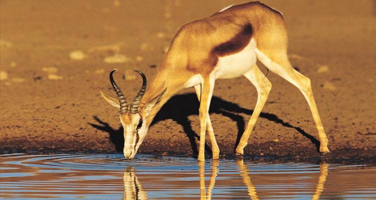 Cape Desert Safari Southbound Accommodated - Acacia Adventure Holidays
