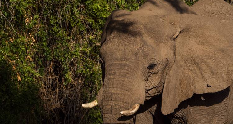 Close-up van een olifantenhoofd tegen een achtergrond van groen bladerdek.