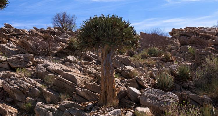 Eenzame kokerboom tussen rotsachtig woestijnterrein.