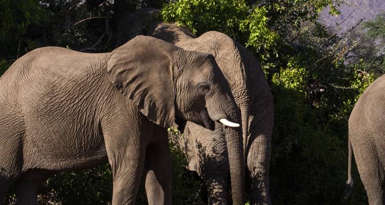Plusieurs éléphants dans un environnement naturel avec une végétation luxuriante.