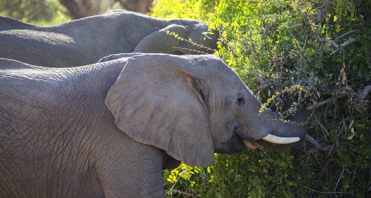 Olifanten gezien tijdens het grazen in dichte begroeiing.