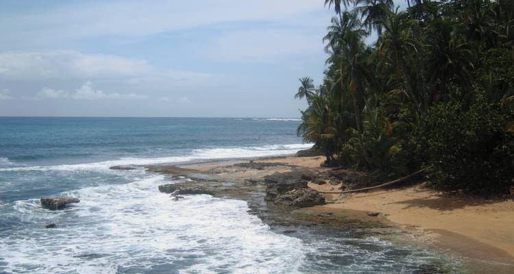 Plage rustique avec palmiers et rochers.