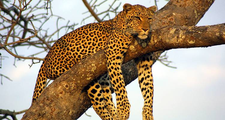 Serengeti & Silverbacks - Peregrine Adventures