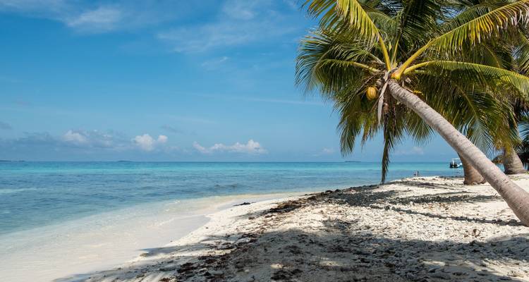 Tropical white-sand beach lined with leaning palm trees and crystal-clear Caribbean water