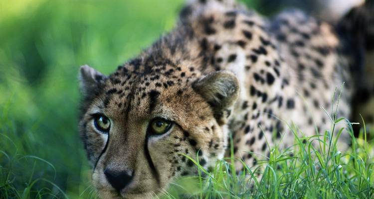 Guépard traquant à travers l'herbe.
