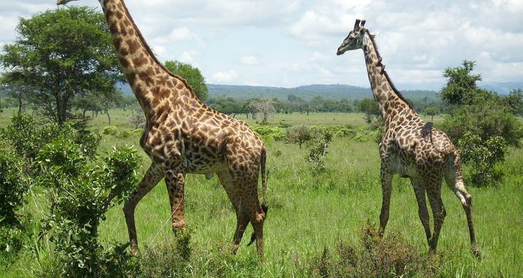 Deux girafes marchant dans un paysage de savane verte.