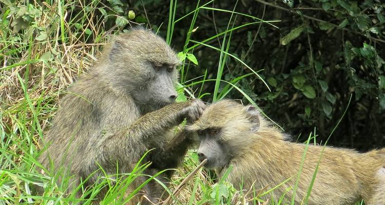 Des babouins qui se toilettent mutuellement dans une zone herbeuse.