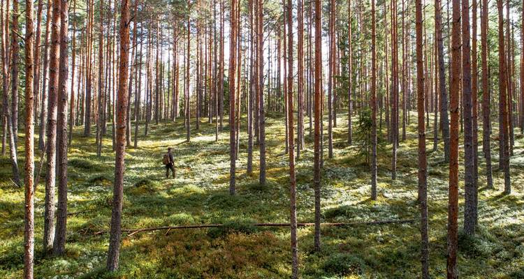 Un senderista caminando por un tranquilo bosque de pinos cubierto de musgo en Estonia.