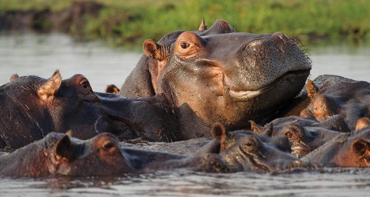 Een close-up van een groep nijlpaarden die half ondergedompeld zijn in rustig water met riet op de achtergrond.