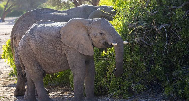 Young elephant feeding on green bushes.