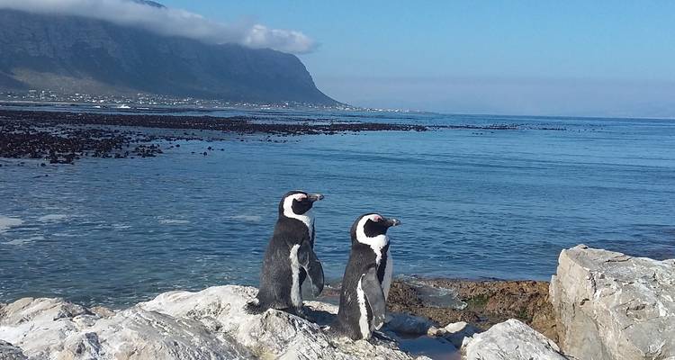Deux manchots sur un rivage rocheux avec l'océan en arrière-plan.
