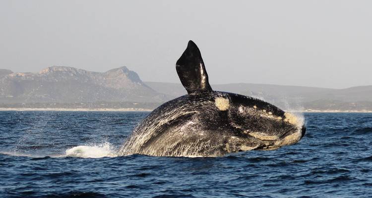 Une baleine qui jaillit de l'eau avec des montagnes en arrière-plan.