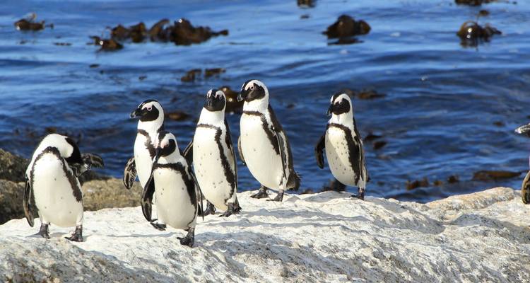 Un groupe de pingouins debout sur des rochers près de l'océan.