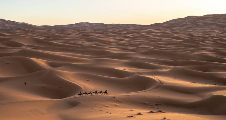 Les vastes dunes dorées du Sahara au coucher du soleil avec une caravane de chameaux traversant les ondulations.