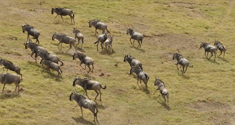 Herde von Gnus, die durch die Savanne läuft.