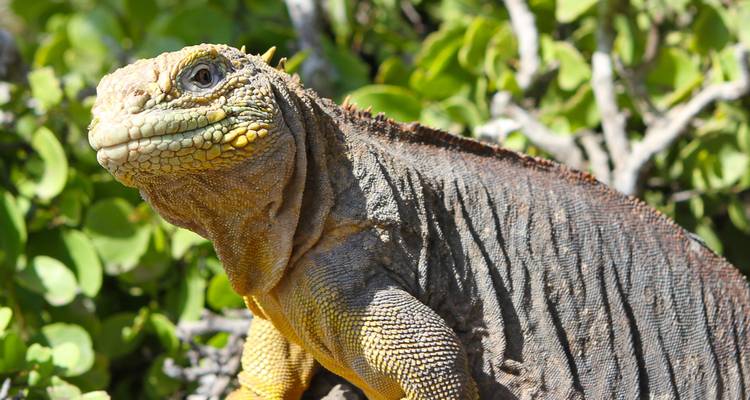 Close-up van een geel-bruine Galápagos-landleguaan tussen groen gebladerte.