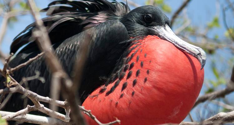 Prachtige fregatvogel met opgeblazen helder rood keelzakje zittend tussen de takken.