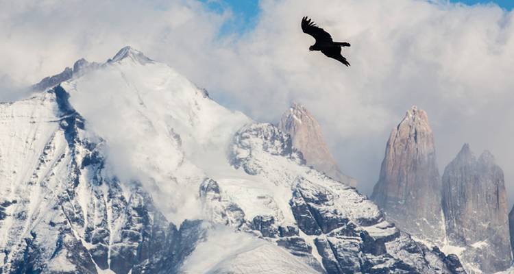 Snowy Patagonian peaks with condor soaring in a cloudy sky.