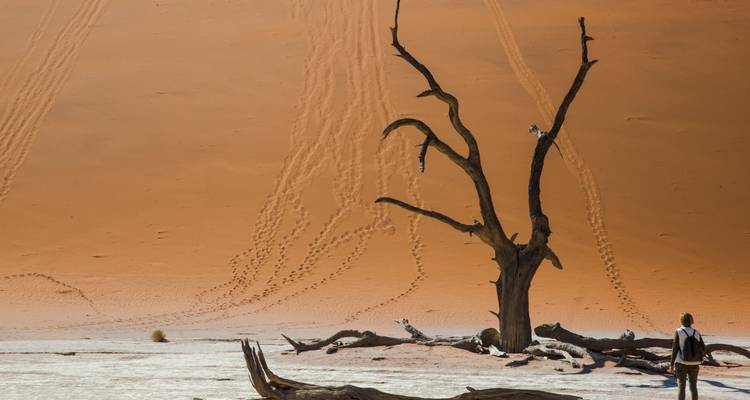 A lone traveller stands in a white clay pan looking up at a dead acacia tree against towering red sand dunes