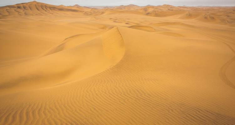 Vue panoramique de dunes dorées ondulantes s'étendant vers l'horizon sous un ciel doux.