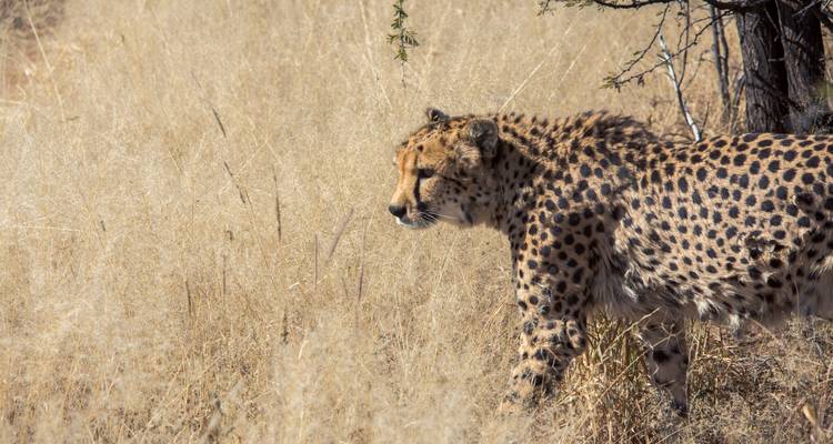 Un guépard marchant dans l'herbe sèche et haute avec un tronc d'arbre partiellement visible.
