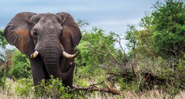 Discover Kruger & Namibia National Geographic Journeys - National Geographic Journeys with G Adventures