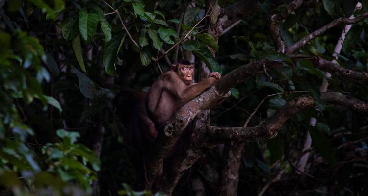 Un singe qui se repose sur une branche d'arbre dans une jungle dense.