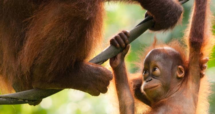 Un bébé orang-outan s'accroche de manière ludique à une corde près de sa mère dans la canopée de la forêt.